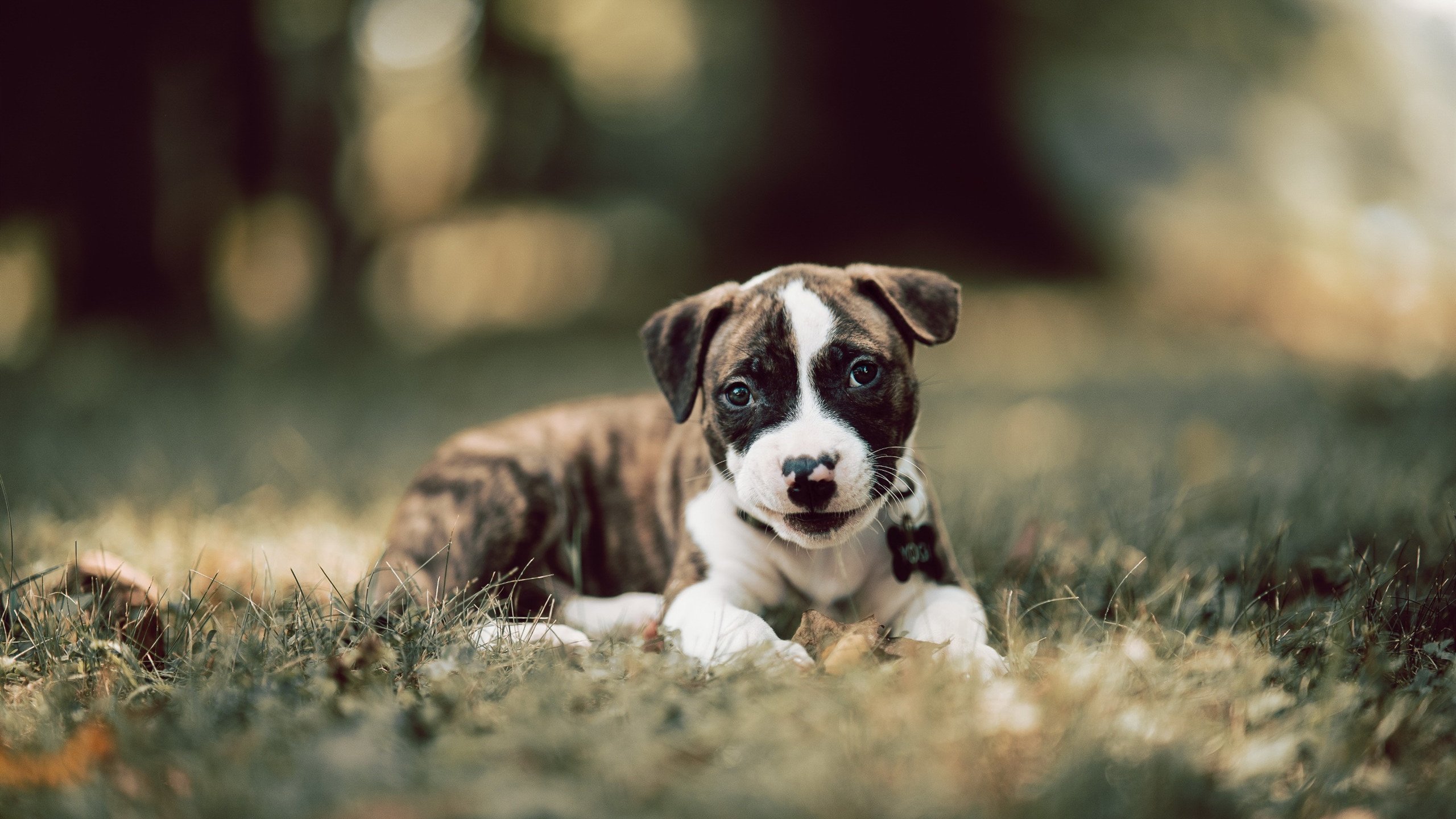 开云体育登陆入口-历史上的今天：球队夺冠的经典瞬间，球队历史战绩